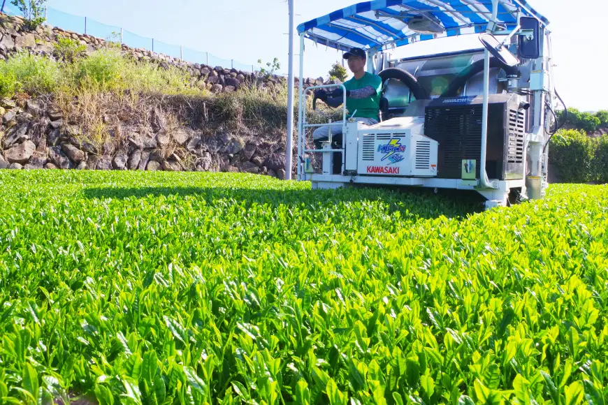 お茶 緑茶 茶葉 そのぎ茶 「澄」「晴」 100g 2本 [尾上製茶 長崎県 東彼杵町 hs42beb820000]