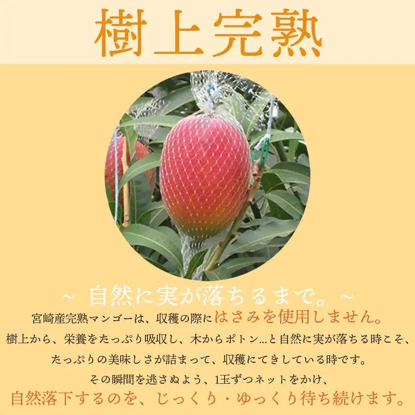 フルーツ専門店『南国フルーツ』厳選宮崎完熟マンゴー 3玉（計750ｇ）宮崎県西都市産＜73-4a＞