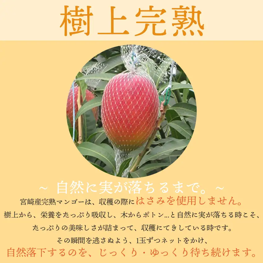 フルーツ専門店『南国フルーツ』厳選宮崎完熟マンゴー2Lサイズ2玉 宮崎県西都市産＜73-3a＞