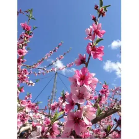 【2026年7月下旬より順次発送予定】桃「あかつき」1.5キロ(約4個)岩手県岩泉町より直送!【配送不可地域：離島・沖縄県・九州】【1739372】