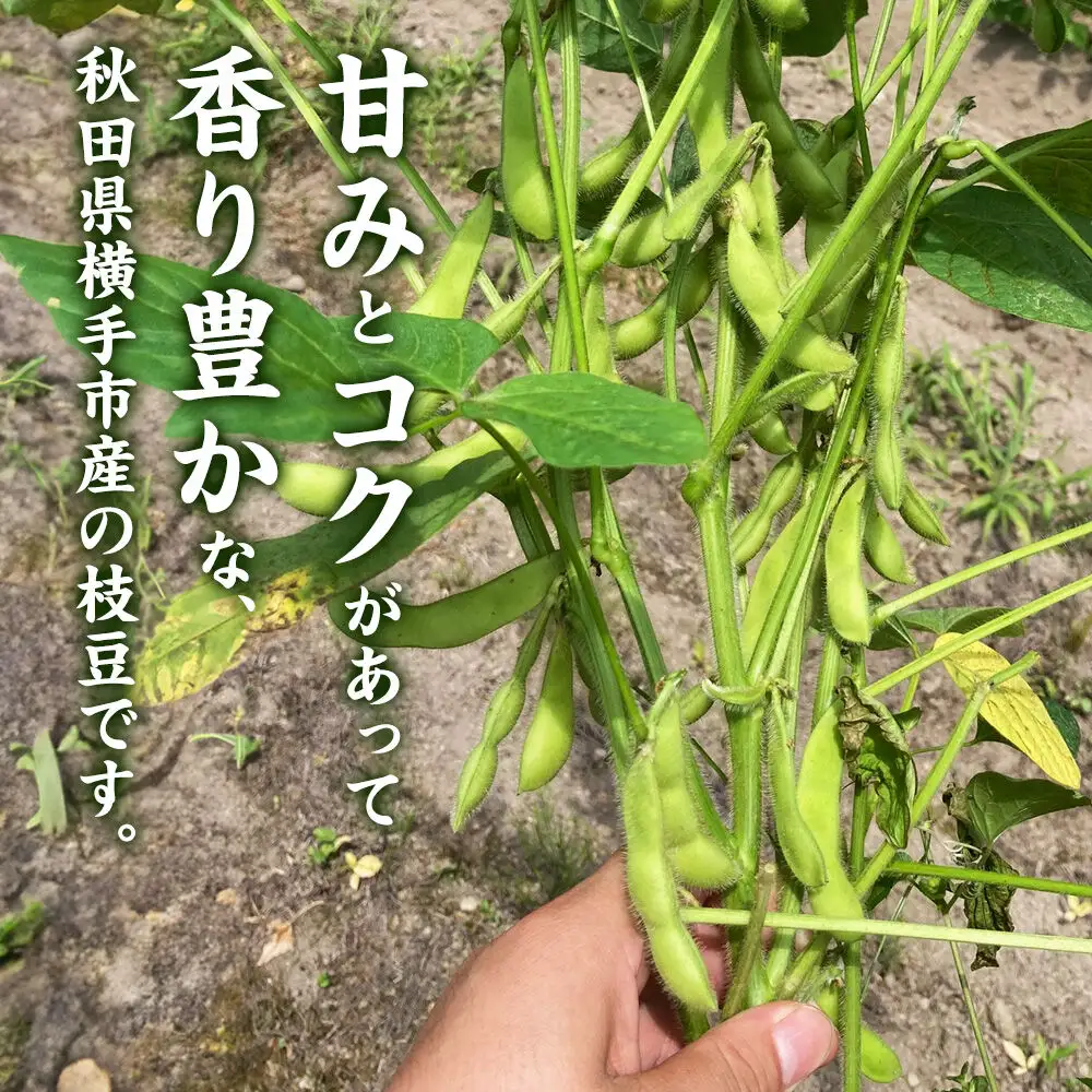 ＜先行受付 7月下旬より発送＞作り手の顔が見える「新鮮いきいき枝豆」 5.0kg（250g×20袋）秋田県横手市産