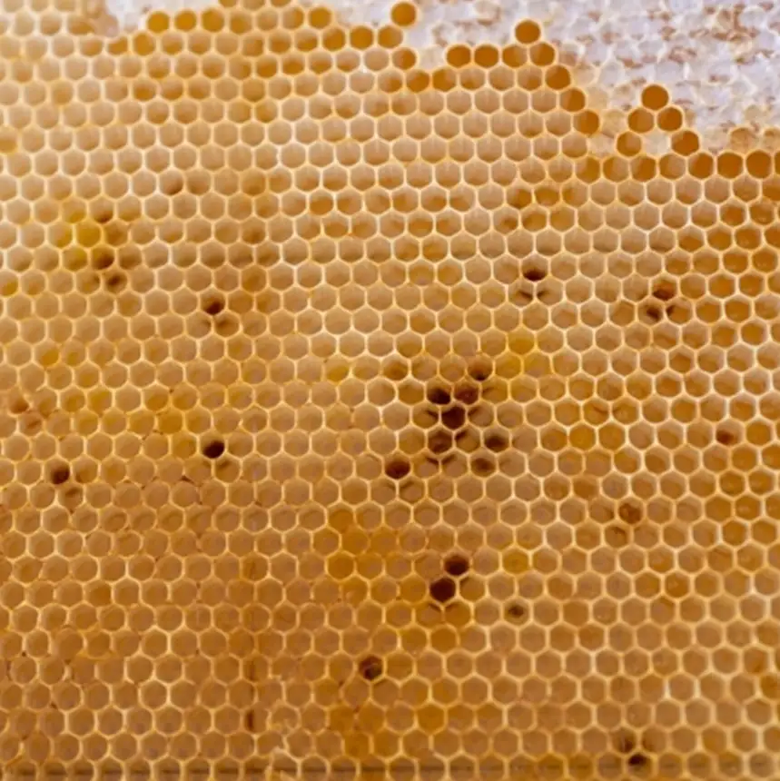 芳川養蜂場特選ハチミツ 約180g×2本セット | ハチミツ はちみつ 蜂蜜 国産 長野県 信州 木島平村