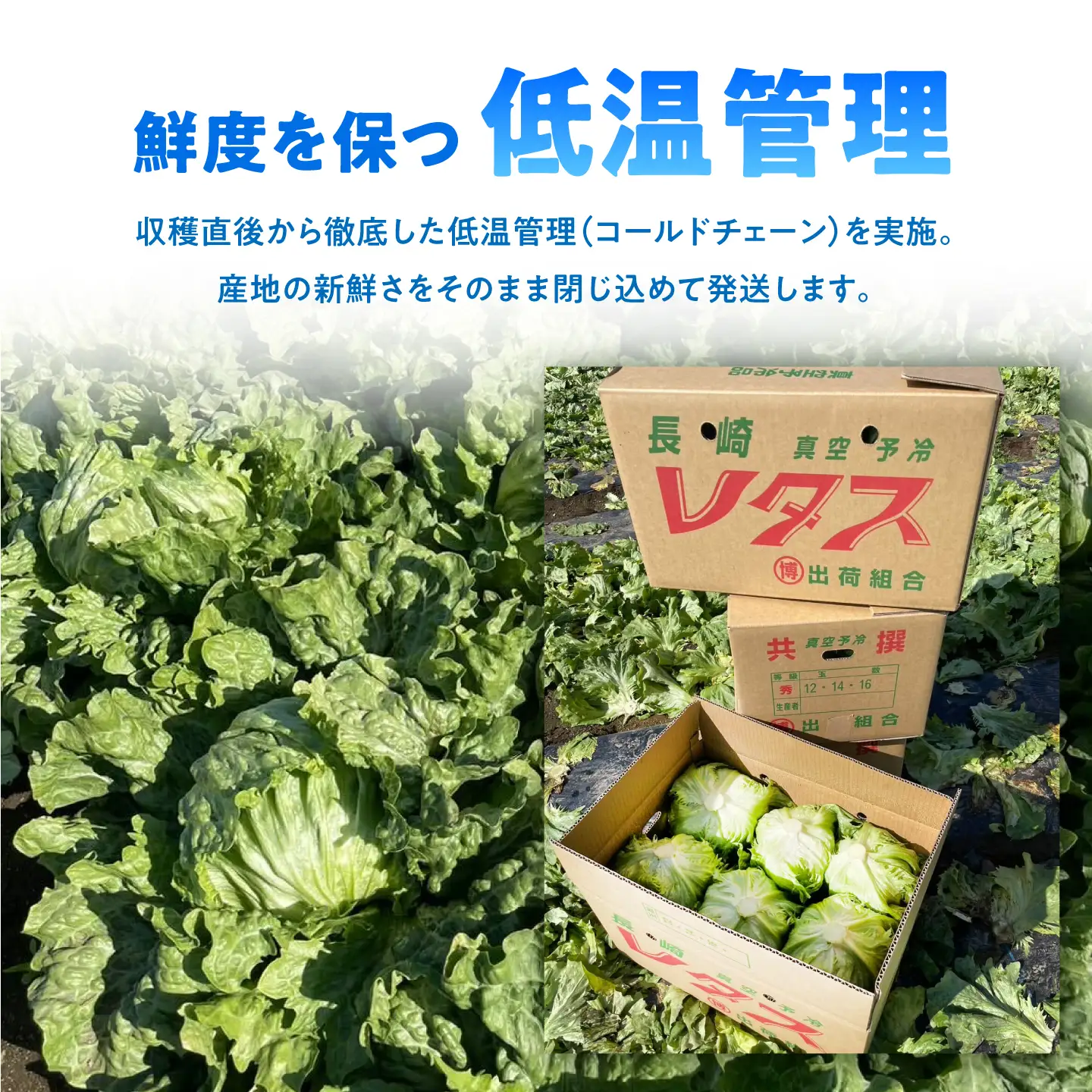 レタス 約4kg 旬レタス[SGU006]