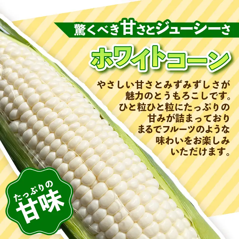 興膳農園のスイートコーン ホワイトコーン 約4kg(9~11本)【スイートコーン とうもろこし 白いとうもろこし 夏 野菜 旬 バーベキュー BBQ 産地直送 国産 興膳農園 福岡県 筑前町 BS003】