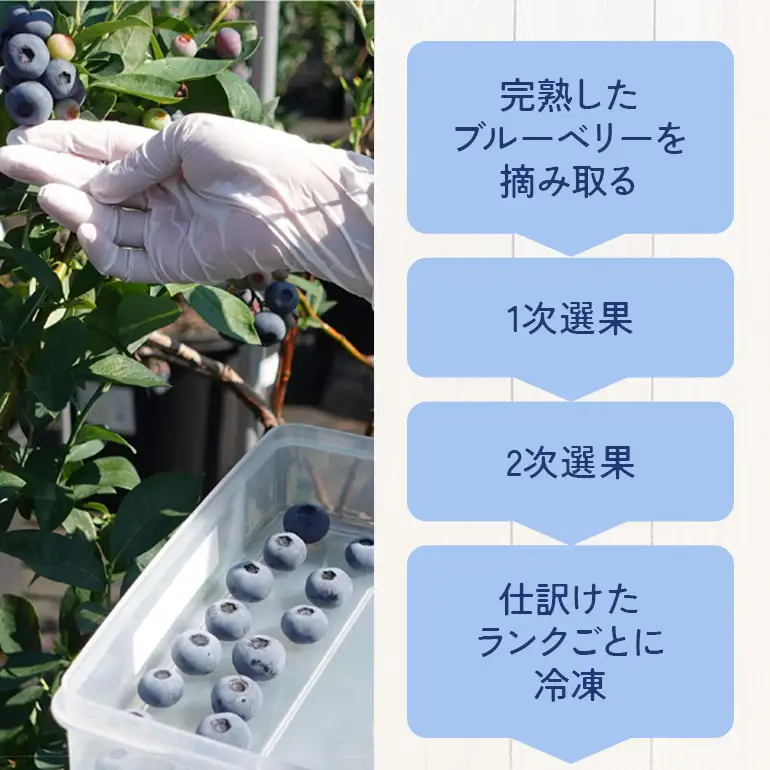 冷凍ブルーベリー＜真空パック保存＞3kgパック(500g×6P) A16-018