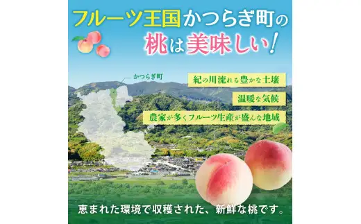 白鳳 桃 5～8玉入り 秀品 【2026年6月下旬以降発送】桃 モモ フルーツ 果物 くだもの 人気 産地直送 厳選 甘い 予約 もも フルーツ王国【mtgn053B】