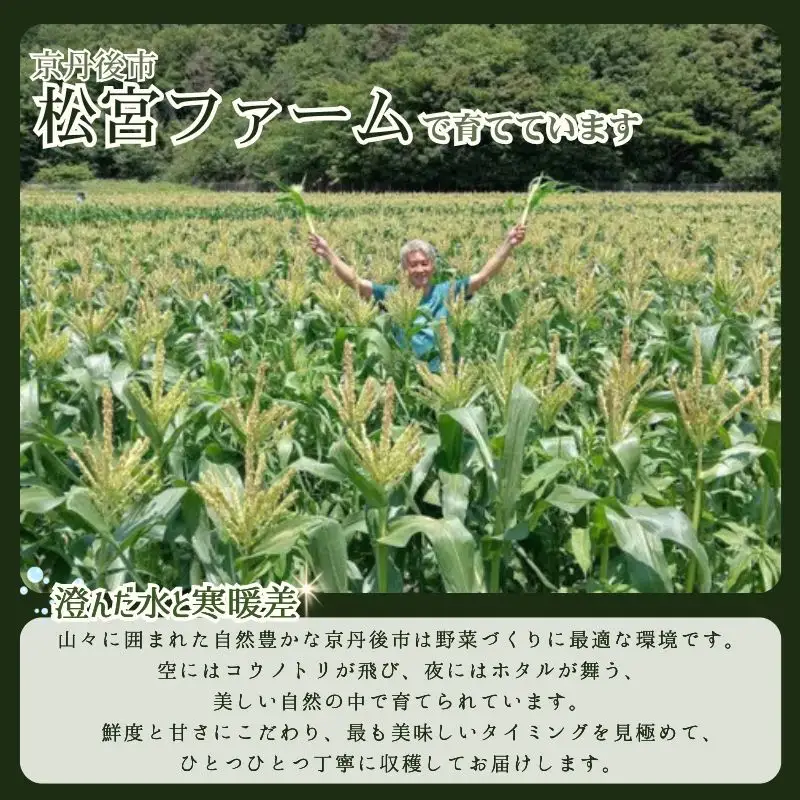 とうもろこし 2種 各5本 計 10本 セット 京丹後産 京都