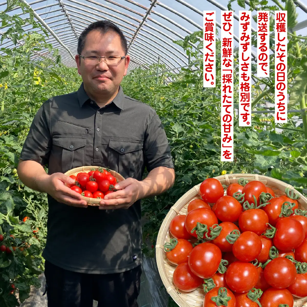 新鮮でフルーティーな小川ファームの中玉トマトがたっぷり４kg ／ふるさと納税 トマト 中玉トマト シンディースイート 野菜 サラダ 新鮮 採れたて 千葉県産 千葉県 山武市 SMCU002
