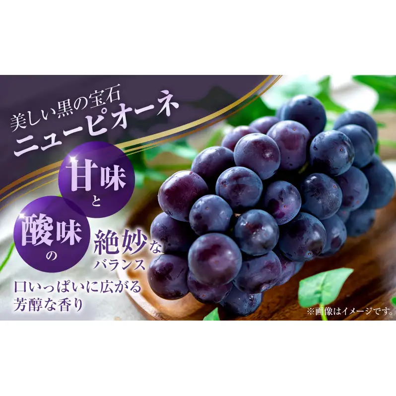 2026年 ぶどう 訳あり よくばり定期便 9月と10月の2回コース 総計 4kg 【1回目ニューピオーネ 2kg 9月中旬発送】 【2回目シャインマスカット 2kg 10月中旬発送】 岡山県高梁市産 9月10月各月発送 数量限定