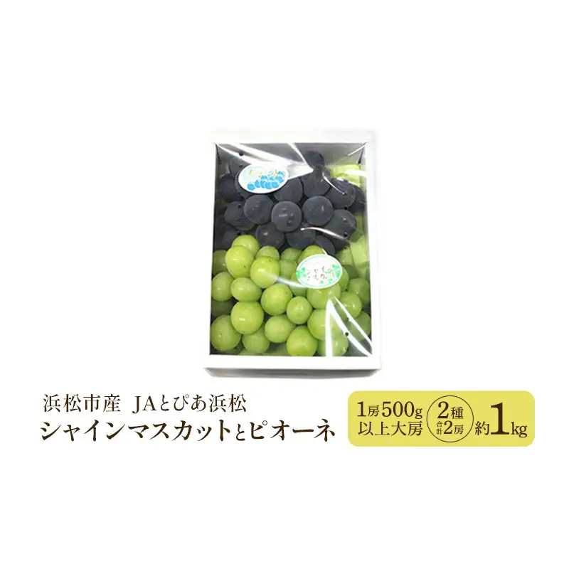 【浜松市産 JAとぴあ浜松】シャインマスカットとピオーネ 1房500g以上大房×2種 合計2房（約1kg） シャインマスカット ピオーネ ぶどう 葡萄 フルーツ プレゼント お中元 クール 静岡 浜松市【配送不可：離島】 