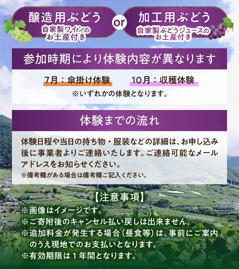ぶどう産地・勝沼から生まれる農業体験（加工用ぶどう）（BDB）D4-1611