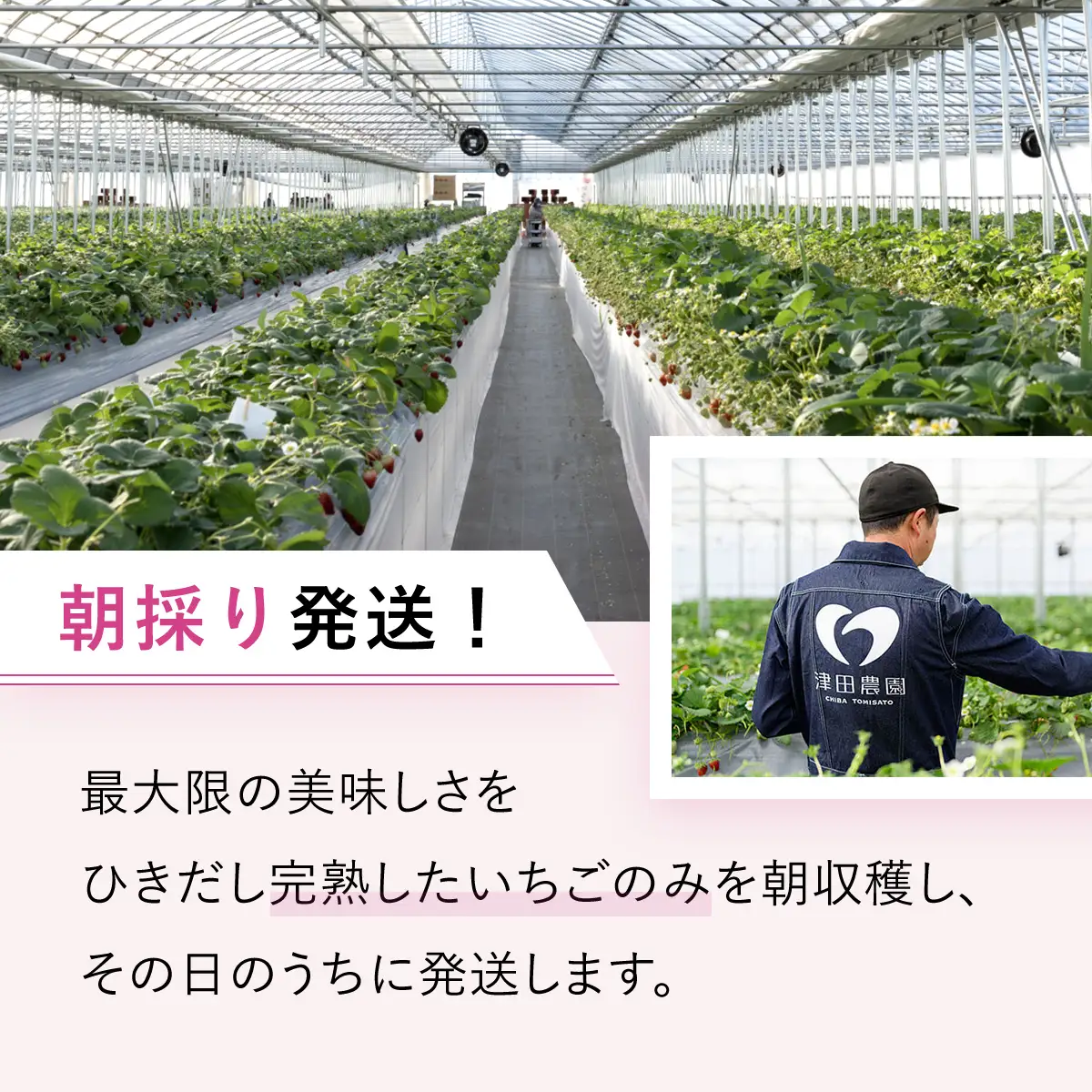 甘みと酸味が絶妙「とちおとめ」とジャムセット　TME005