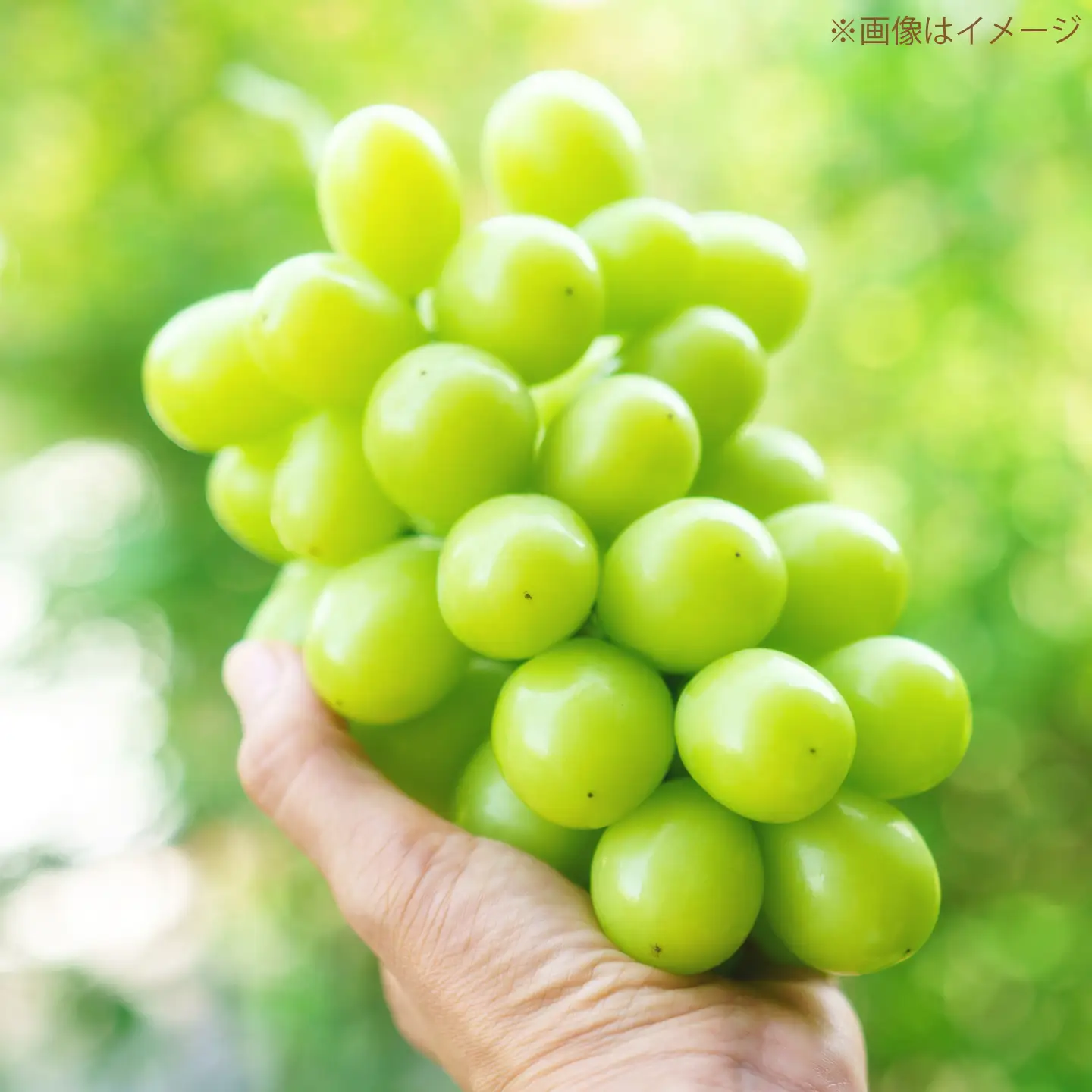 【先行予約】【50個限定】【2026年8月下旬以降順次発送】 【ご家庭用】シャインマスカット1房 島根県雲南市/なばらファーム[AIEU001]