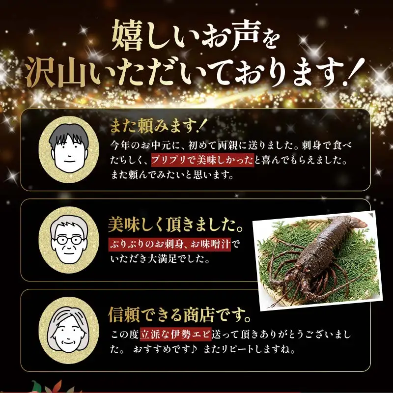 【 伊勢海老 】天然伊勢海老 1.5kg
