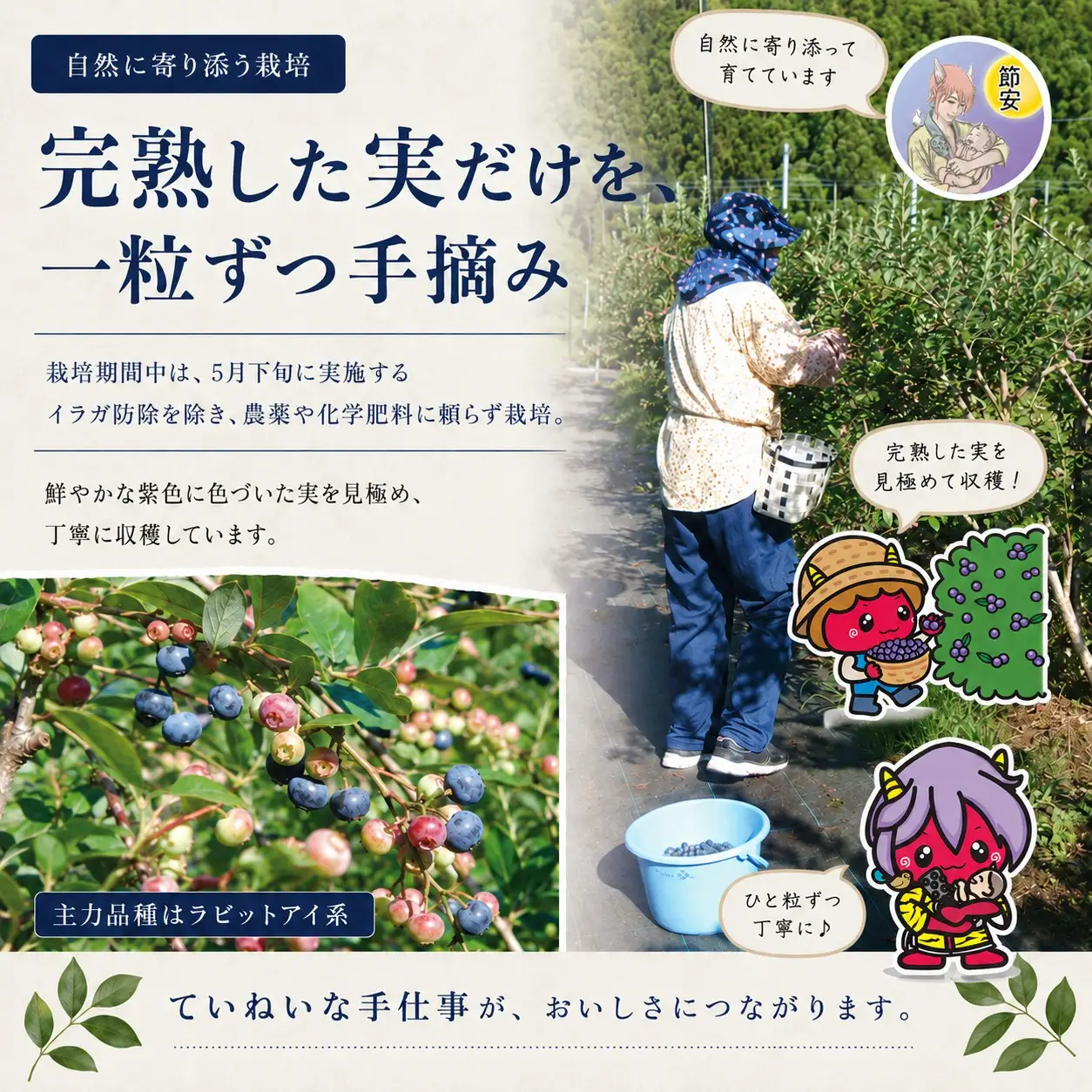 【先行予約】【選別済み大粒】冷凍ブルーベリー900g（150g×6P） | 選別済み 大粒 国産 個包装 小分け 冷凍 鬼北町直営農園 果実 フルーツ 果物 くだもの 朝食 ヨーグルト　鬼北町役場 日吉支所 愛媛県 ※2026年8月～発送