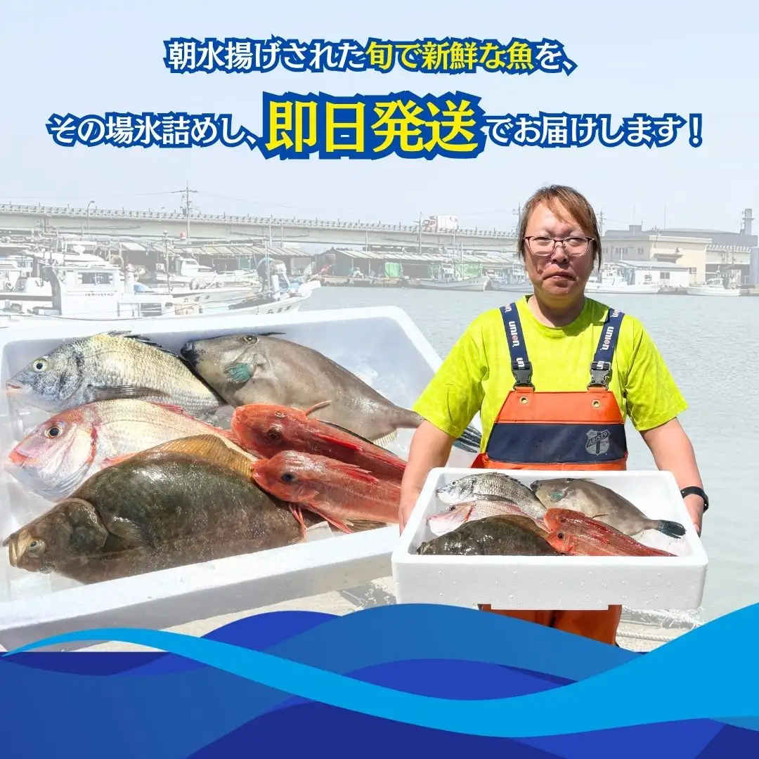 【下処理済み】 旬の鮮魚 詰め合わせ3kg以上  (3～5種)  安宅漁港 石川県 小松市