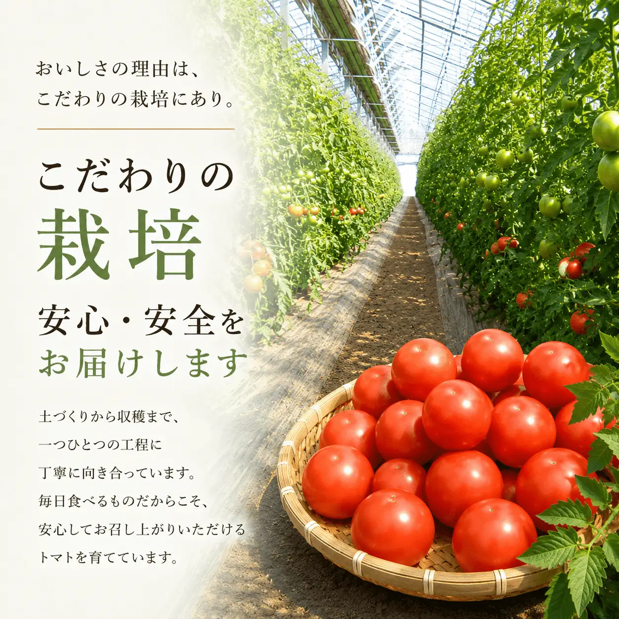  【先行予約】デリシャスファームのトマト(麗月) 1キロ箱 / とまと 野菜 トマト 【delf054】 