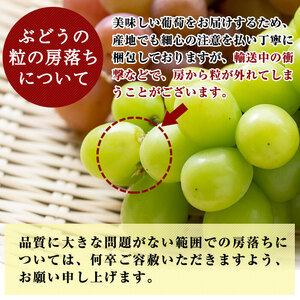 B-050 ＜先行予約受付中！2026年8月中旬～9月下旬の間に発送予定＞旬のぶどう詰め合わせ3～5房(約2kg以上)【さくら農園】ぶどう 食べ比べ シャインマスカット 瀬戸ジャイアンツ フルーツ 果物 期間限定