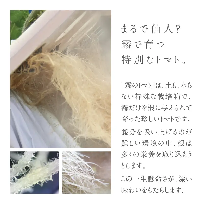 【予約受付】１月以降発送【霧で育てた濃厚な味】霧のトマトPremium　150ｇ×１パック