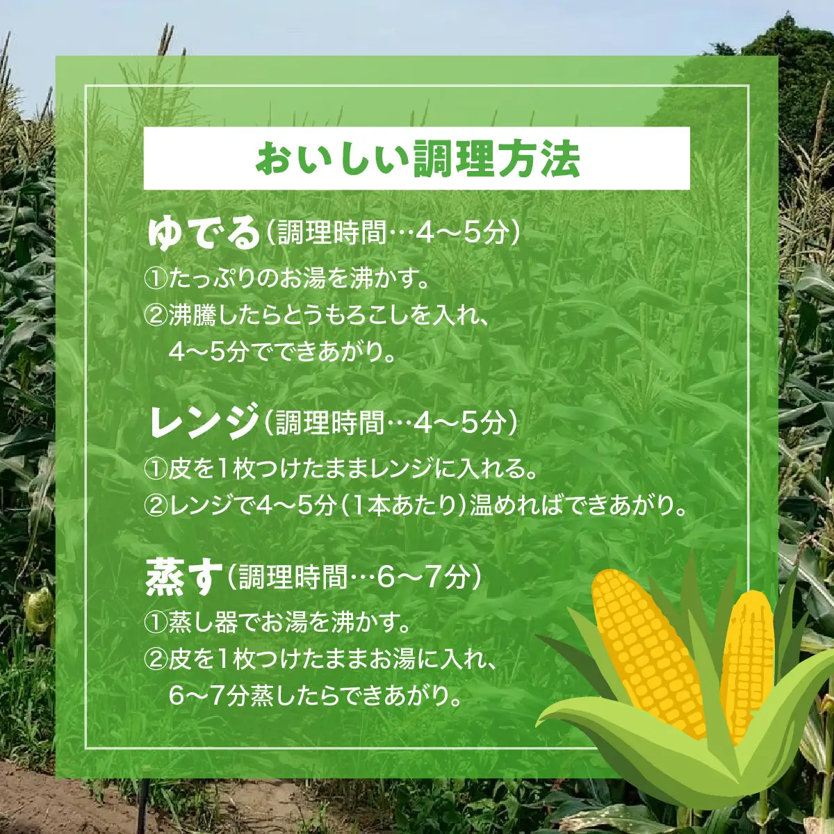 【期間限定】朝採りとうもろこし（10～12本）MBBD001