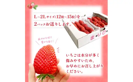 まりひめ イチゴ L～２L 12粒～15粒×2パック / 果物 甘い いちご 和歌山 ※2027年1月中旬～3月下旬頃配送予定【先行販売】※離島への配送不可【kgr500-250-2A】