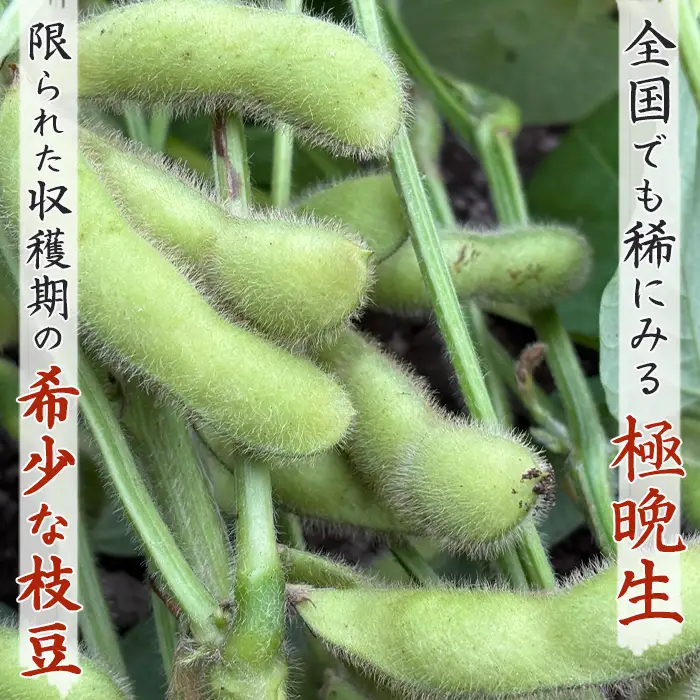 【幻の枝豆】十日限りの収穫！鴨川の伝統品種『鴨川七里』枝付き ２kg以上 《数量限定》《期間限定》《10月下旬一斉発送》えだまめ エダマメ 枝豆 在来種 極晩生 在来種 限定生産 農家直送 収穫したて 採れたて 枝付き枝豆 [貝渚七里会][0012-0082]