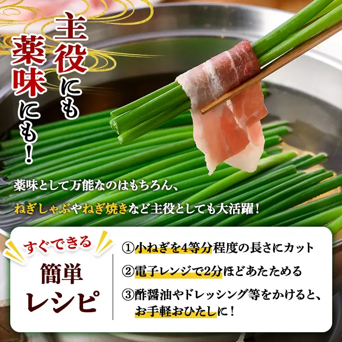 小ねぎ(計1.6kg・100g×16束) 葱 薬味 野菜 【葱屋おおくぼ】【110701100】