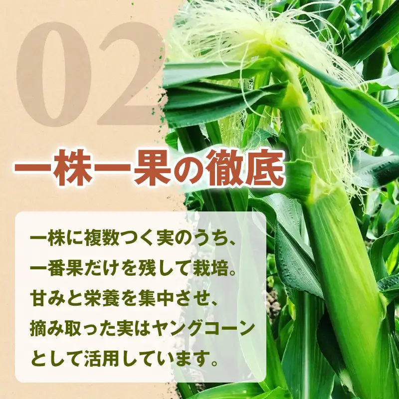 ［夏の味覚］潮風ゴールド 2Lサイズ 5～8本 1セット とうもろこし トウモロコシ ゴールドラッシュ 黄色 潮風ゴールド スイートコーン 茹でとうもろこし 白浜町