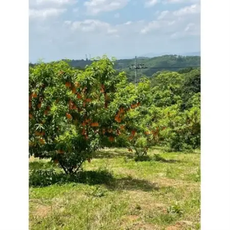 【先行予約】岡山の白桃・約1.5kg(3～6玉)7月下旬頃から9月上旬頃発送予定【配送不可地域：離島】【1737829】