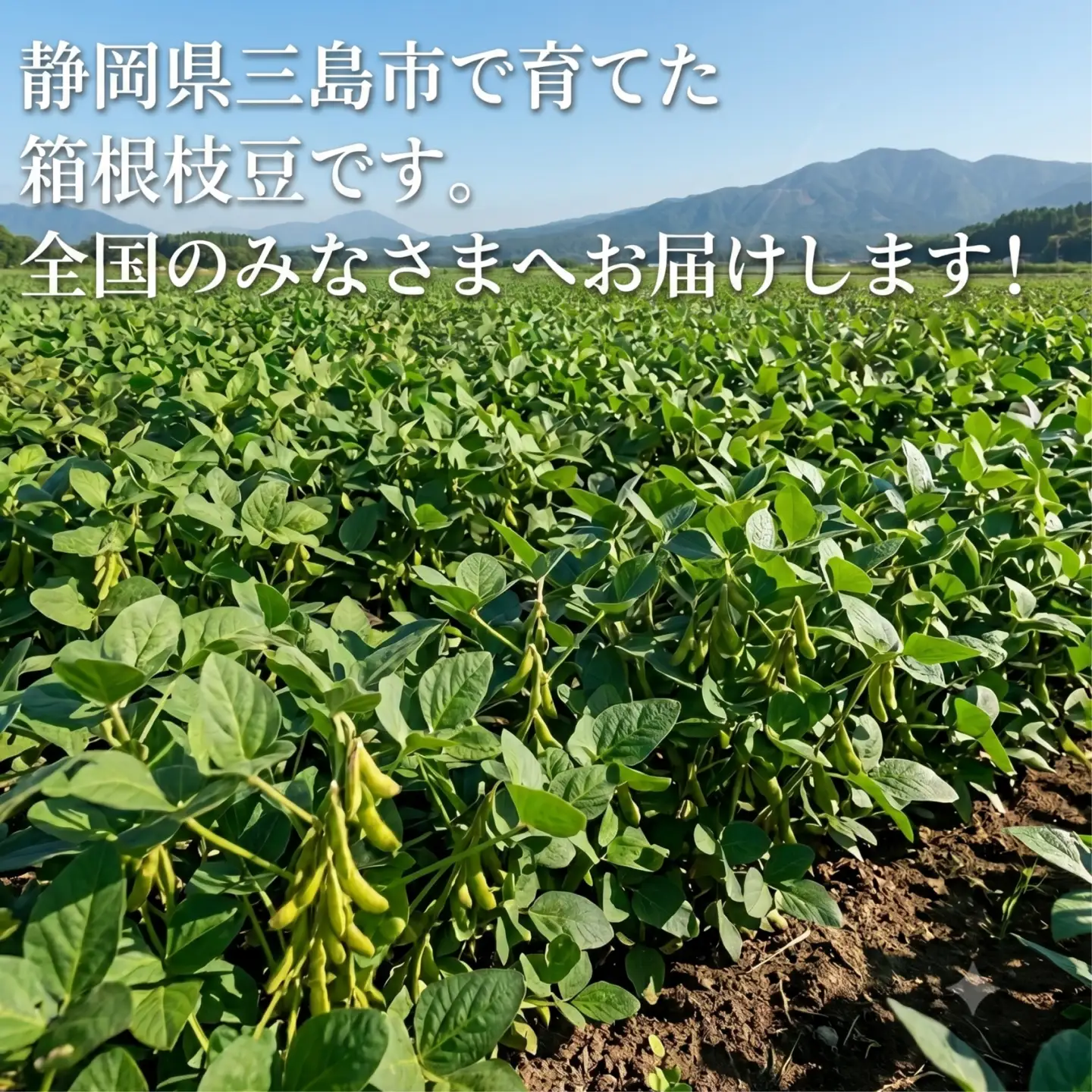 箱根枝豆 約1kg (250g×4袋) 小分け 枝豆 えだまめ