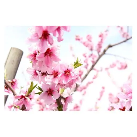 N029　あら川の桃　優品（ご家庭用）２ｋｇ（６～８玉入り）