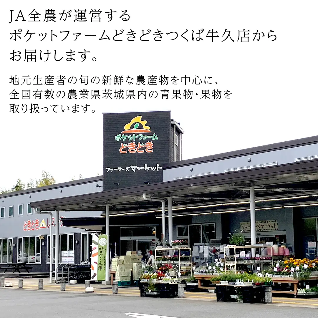 【 先行予約 】茨城県産 アールスメロン 秀品 3L サイズ × 1玉 入り 【 2026年8月下旬から発送 】 おすすめ JA全農いばらき JA メロン めろん ふるさと納税 フルーツ 予約 マスクメロン くだもの 果物 国産旬 定番 旬 期間限定 青肉 果物