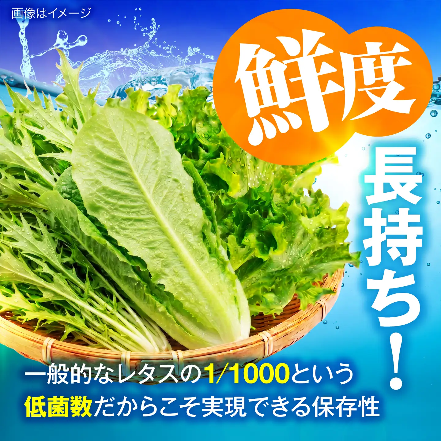 ツバキベジムーブの野菜セット フリルレタスと何が入るかお楽しみ /サラダ レタス 葉野菜 サンドイッチ 小浜市 / ツバキベジムーブ【配送不可地域：北海道・沖縄・離島】[BFEP001]