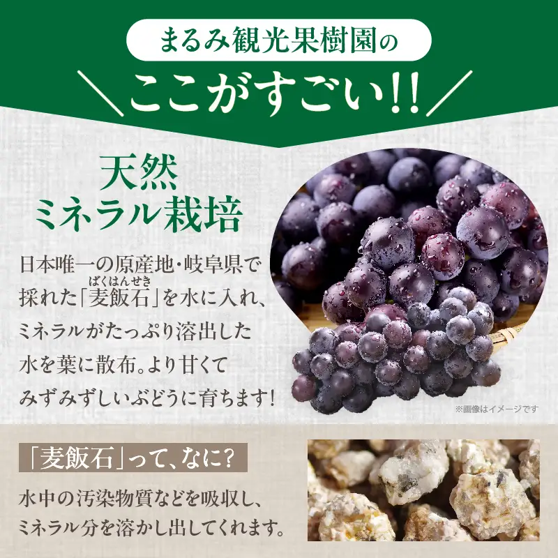 まるみ果樹園のぶどう『キャンベルアーリー』(計2kg) 葡萄 果物 フルーツ 天然 ミネラル栽培_T036-003