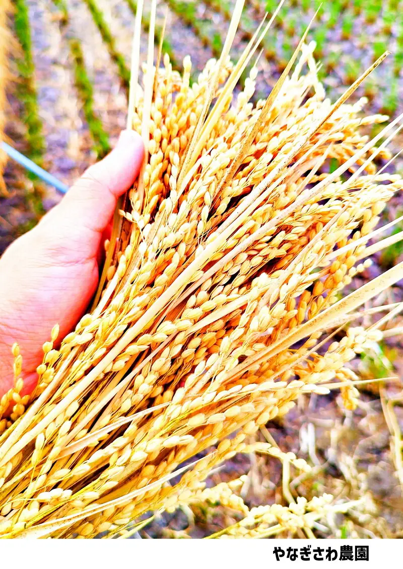 【令和7年産・無洗米５kg】長野県産こしひかり はぜかけ米（北海道・沖縄県・離島は配送不可）産地直送 信州 長野県 佐久市 美味しい うるち米