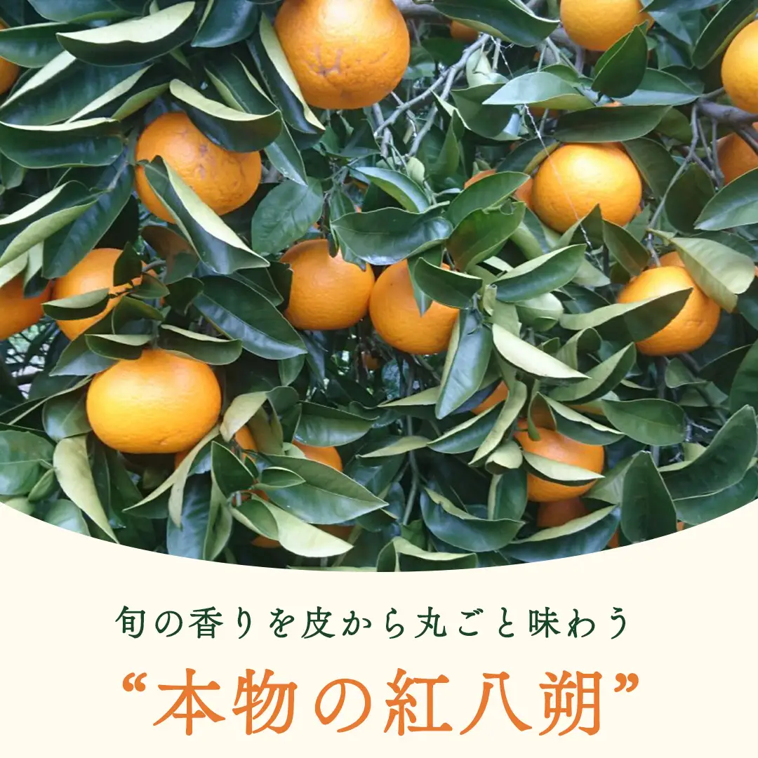 【 先行予約 】 瀬戸内 オーガニック 紅八朔 5kg+お試しオーガニックレモン1個 【2027年1月中旬以降発送】