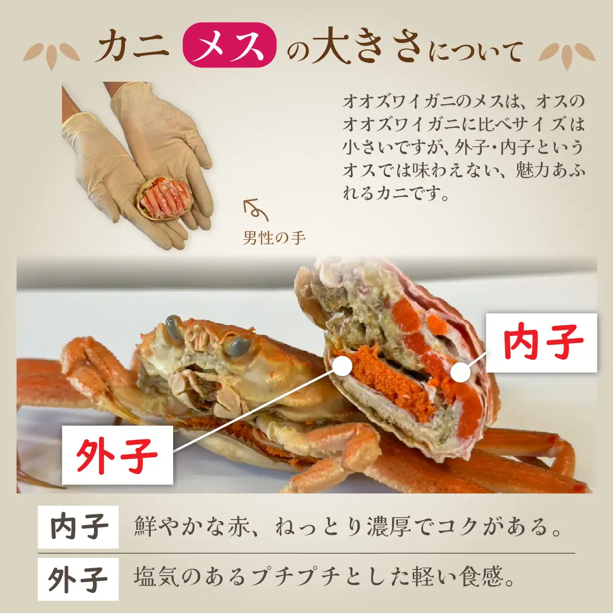 【訳あり】釜茹で 蟹好き集まれ！オオズワイガニ（メス）甲羅盛 6個セット [A-096037] / ズワイガニ