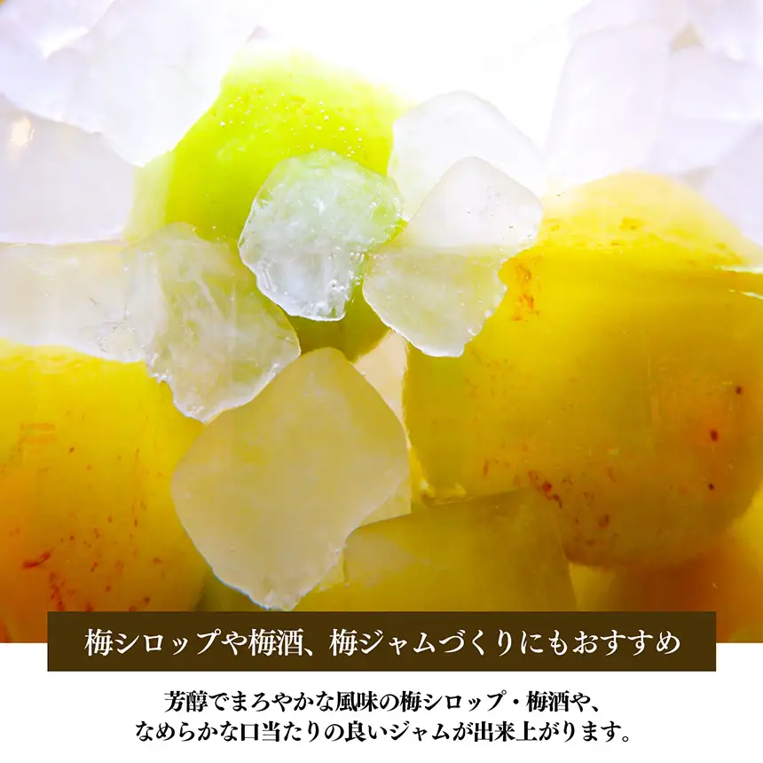 【堀内果実園】【訳あり】特別栽培・大切に育てた完熟南高梅（2kg） | 果実 旬 奈良県 五條市