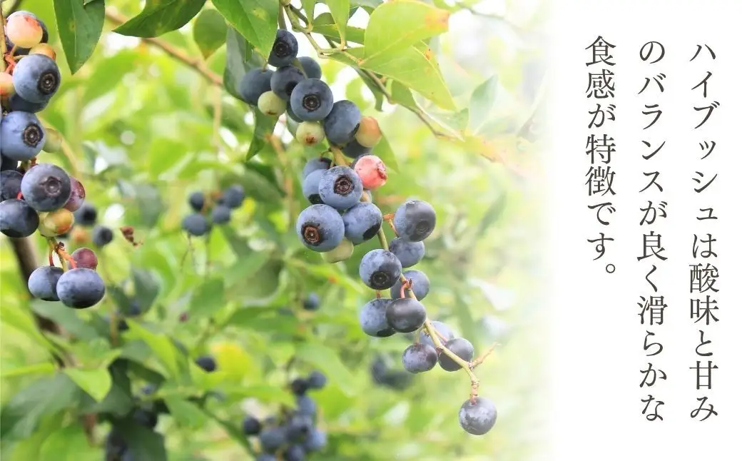 ブルーベリー（ハイブッシュ） 生果 400g | ブルーベリー 栃木県 茂木町
