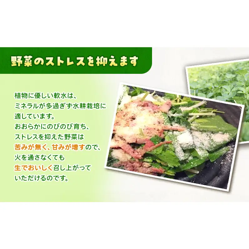 定期便 3回 ホワイトミニセルリー 15袋  計45袋 野菜 詰め合わせ 毎月届く 3ヶ月 セロリ ミニセロリ 新鮮 産地直送 サラダ 野菜セット 詰合せ