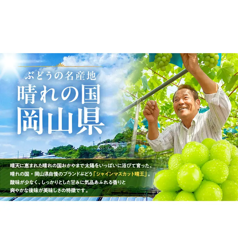 ぶどう 2026年 先行予約 定期便 シャインマスカット 晴王 1房 約700g 7月・8月・9月 3回発送 岡山県産 種無し 皮ごと食べる みずみずしい 甘い 瀬戸内 晴れの国 おかやま 果物大国 満天フルーツ