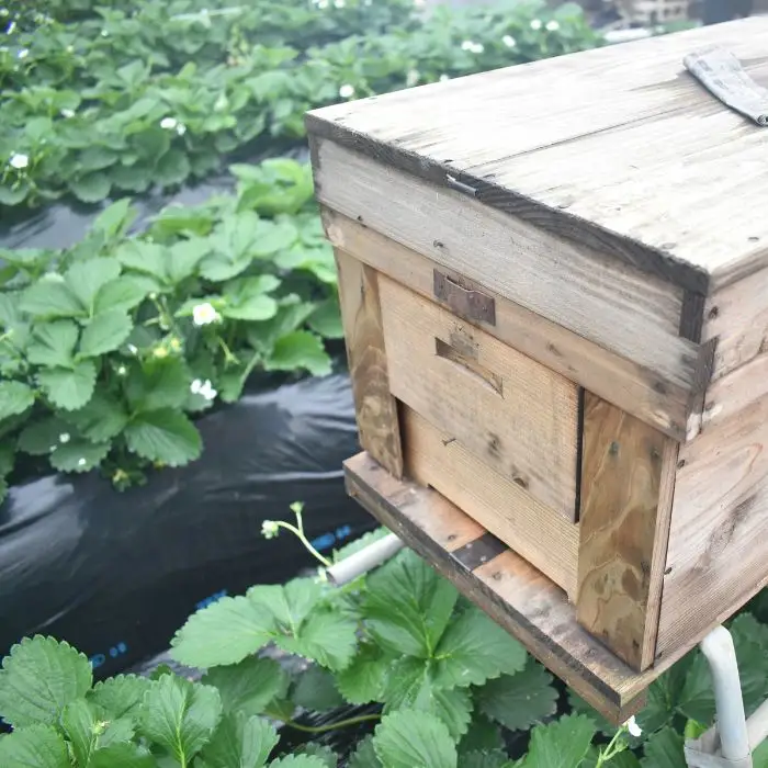 【先行予約／数量限定】農家直送　鮮度抜群の完熟苺　いちご（とちおとめ）4パック入り×2箱