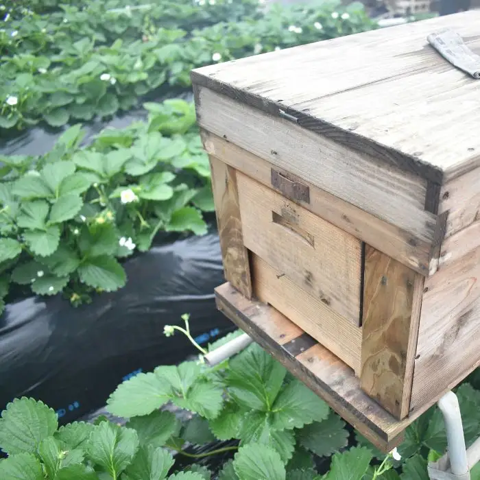 【先行予約／数量限定】農家直送　鮮度抜群の完熟苺　いちご（とちおとめ）4パック入り×1箱