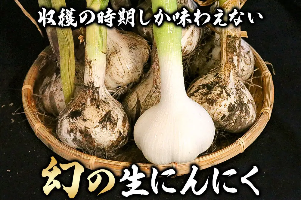 先行受付 青森県産にんにく 幻の生にんにく 2玉（中～大玉）【6月下旬発送】