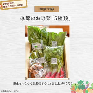 桐島畑の季節野菜詰め合わせ（5種類）【栽培期間中、農薬・化学肥料不使用】 やさい 野菜 国産野菜 野菜セット 野菜詰め合わせ 季節 新鮮フレッシュ 旬 無農薬 産地直送／Fkh-A07