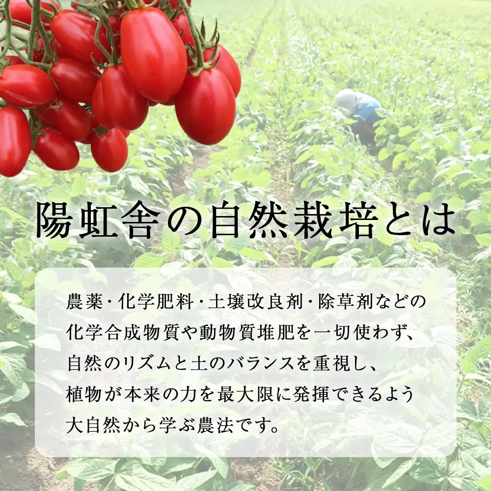 【お中元ギフト】自然栽培 トマト でつくった 「トマトジュース」500ml×2本【8月19日入金完了分まで対象】