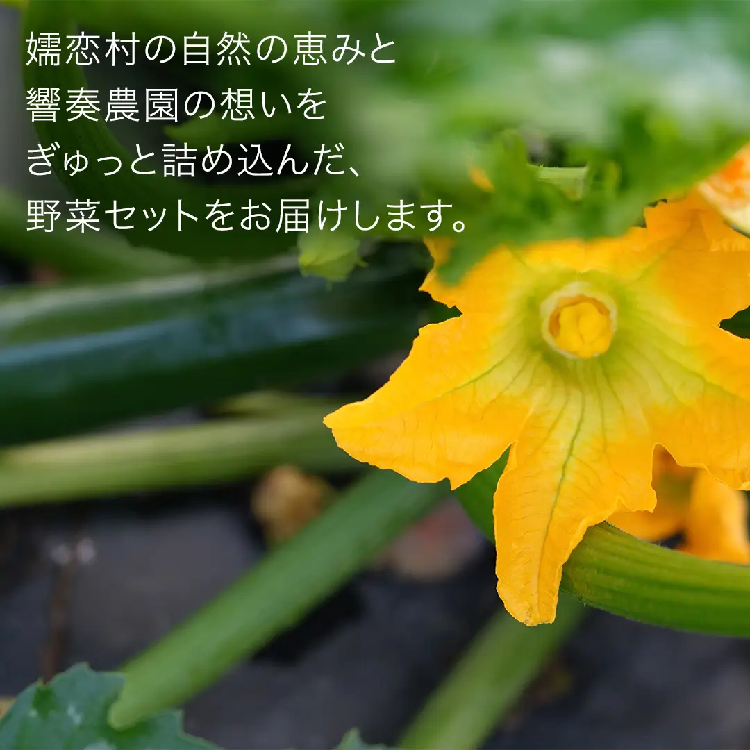 【7月中旬発送開始】旬の採れたて 新鮮 高原野菜 セット 3.5kg 2種以上 [BT001tu]