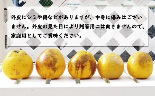 訳あり 河内晩柑 約 5kg サイズミックス 甘夏 ジュース 500ml 720ml 各1本 1.2L 2本 10000円 かわちばんかん ミカン mikan わけあり 愛南ゴールド 家庭用 ゴールド 美生柑 文旦 みかん あまなつ 夏みかん 家庭用 産地直送 国産 減農薬 数量限定 特産 お酒 焼酎 ジュース デザート 等に 果実 果肉 美味しい フルーツ 果物 柑橘 宮下明良 愛南町 愛媛県
