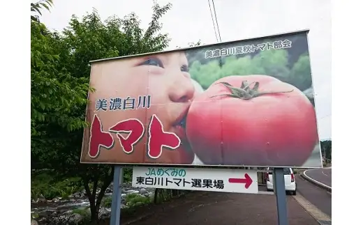7月下旬発送！ 桃太郎トマト 4kg A等級 Lサイズ 桃太郎 トマト 美濃白川 夏秋トマト