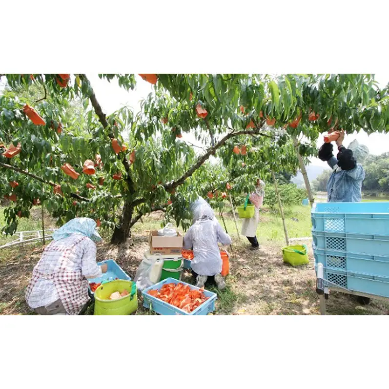 桃 2026年 先行予約 特選 岡山の白桃 7～9玉 約2kg 晩生種 もも モモ 岡山県産 国産 フルーツ 果物 ギフト いろは堂
